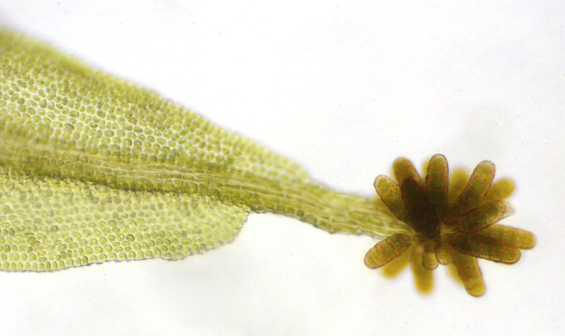 Ulota phyllantha